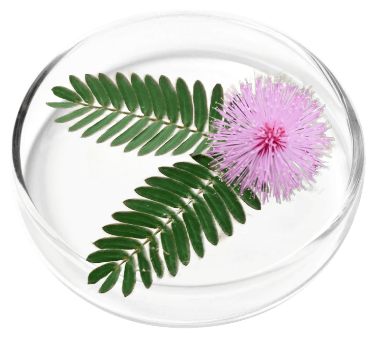 Femicore ingredients Mimosa pudica and probiotics